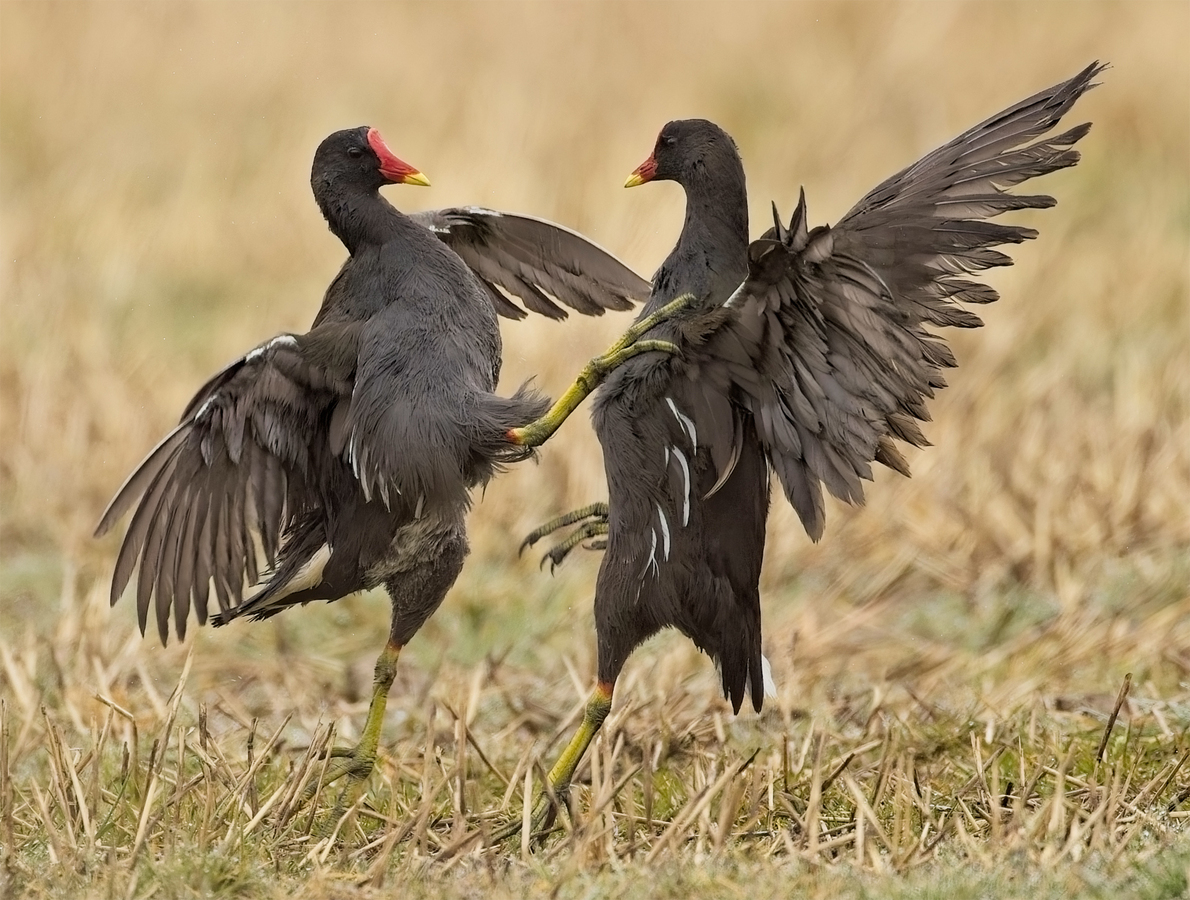 Moorhens - John Hughes - Second Place